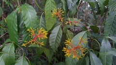 Palicourea semirasa