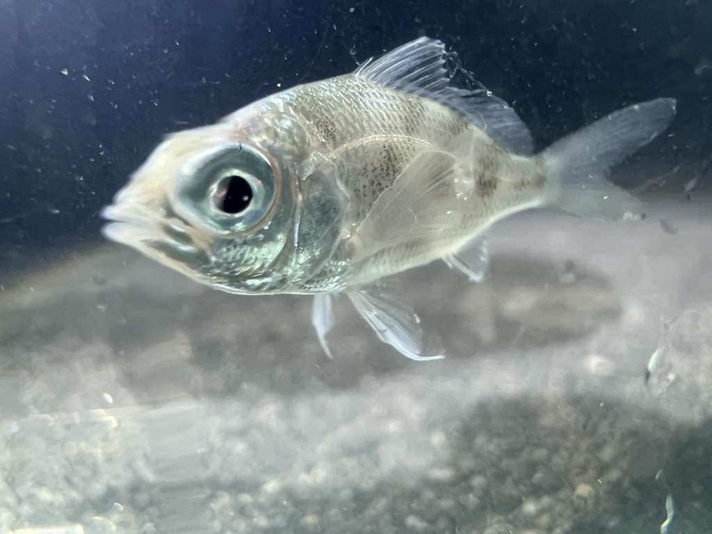 Tidewater Mojarra (Eucinostomus harengulus) — Gerreidae