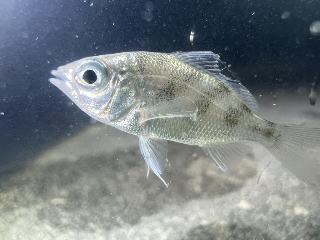 Tidewater Mojarra