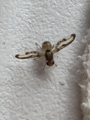 Toxonevra muliebris