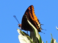 Charaxes jasius