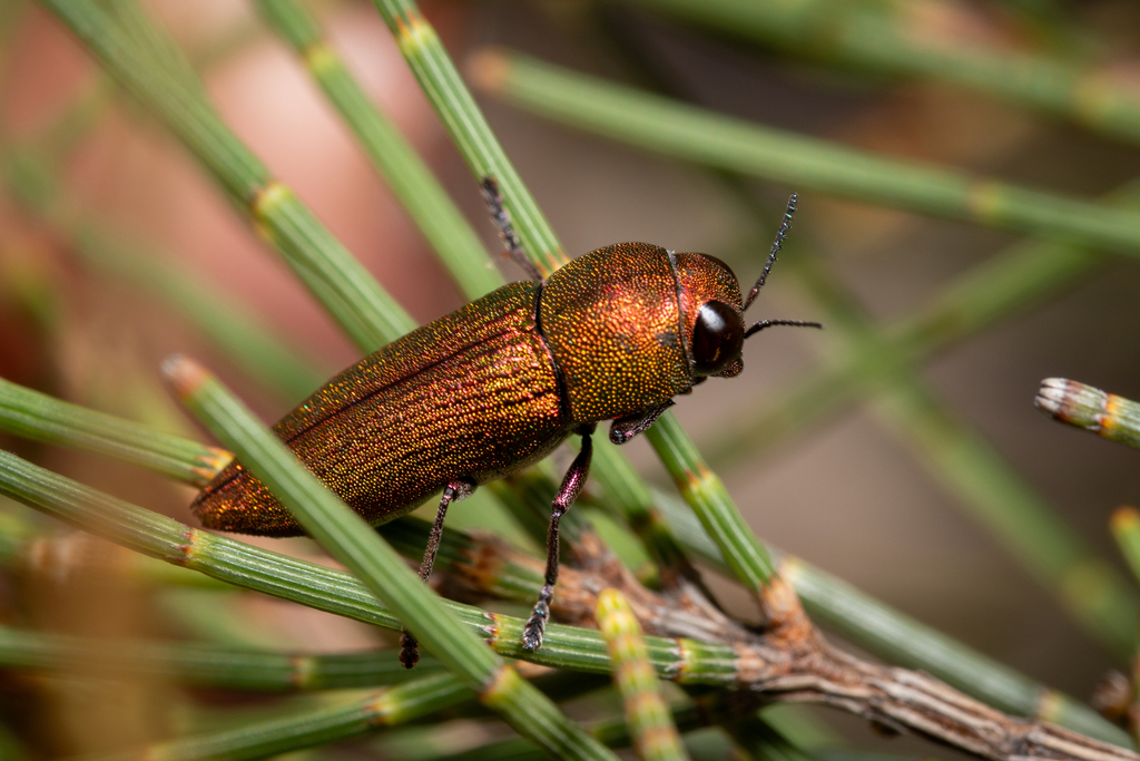 Bubastes erbeni