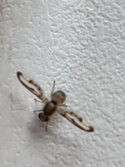 Toxonevra muliebris