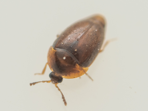 Sericoderus