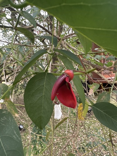 Cockspur coral tree