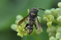 Leucospis