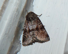 Oligia minuscula