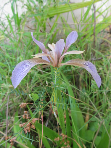 Iris foetidissima