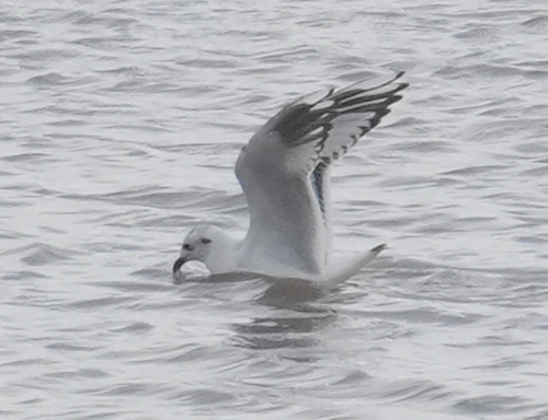 Saunders’s Gull｜黑嘴鸥 参考照片