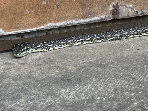 Diamond Python sighting