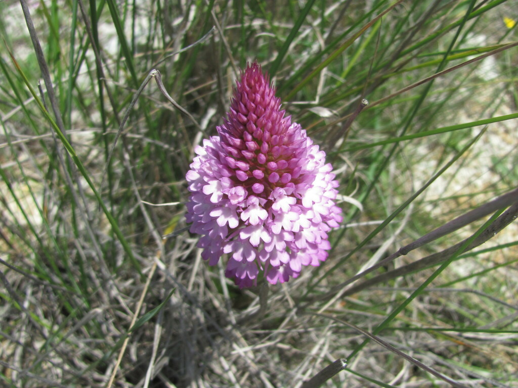 Anacamptis pyramidalis