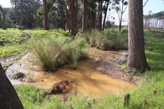 Echinochloa pyramidalis