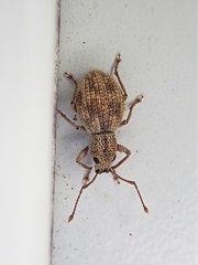 Calomycterus setarius