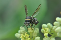 Leucospis