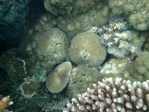 Lithophyllon repanda observed 2024-12-04