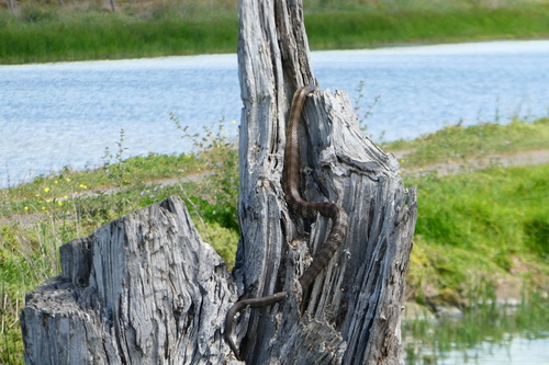 Tiger Snake sighting