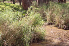 Echinochloa pyramidalis