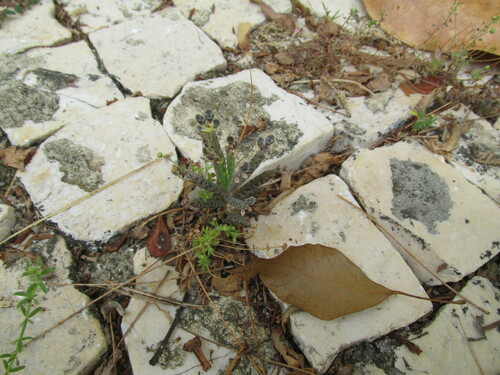 Kalanchoe delagoensis