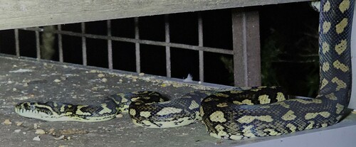 Coastal Carpet Python sighting