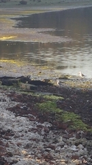 Larus brachyrhynchus