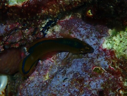Pseudochromis tapeinosoma observed 2024-11-03