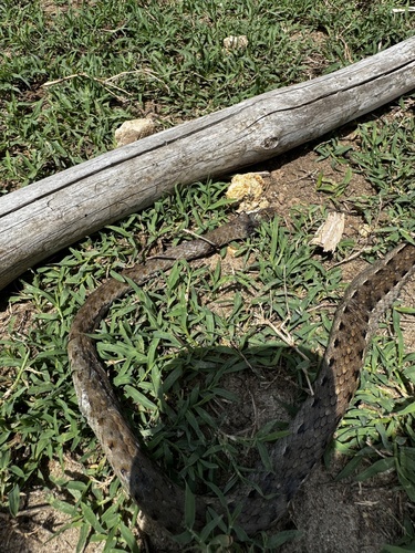 Link-marked Sand Snake, Psammophis biseriatus