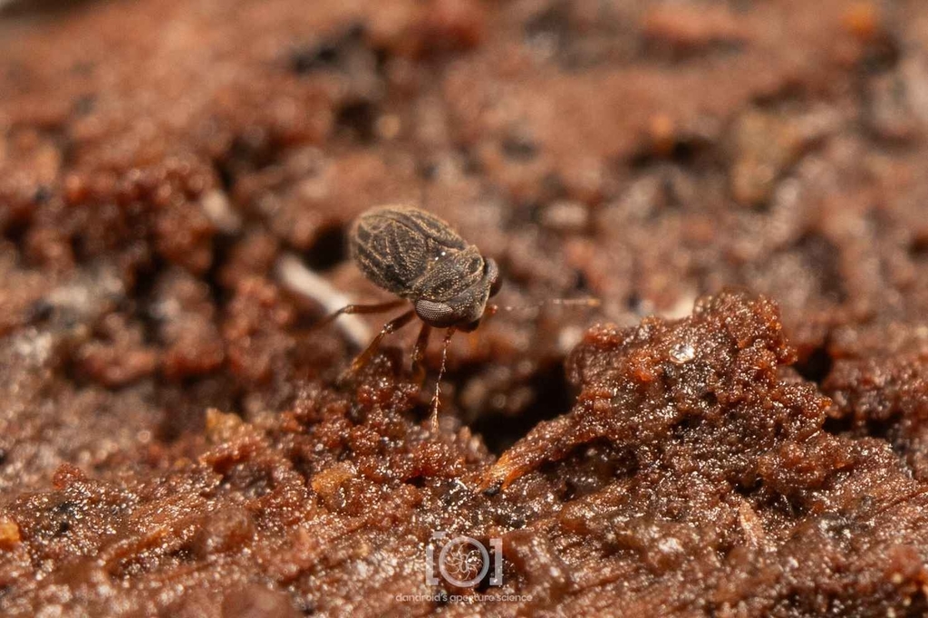 Glyptocombus