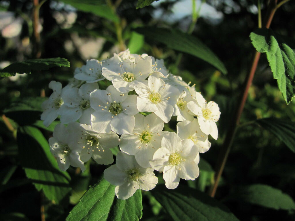 Spiraea cantoniensis, Coimbra, Portugal