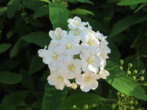 Spiraea cantoniensis