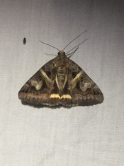 Drasteria grandirena