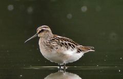 Broad-Billed Sandpiper photo 3