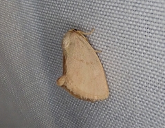 Tortricidia testacea