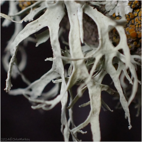 iNaturalist observation photo of bushy lichens