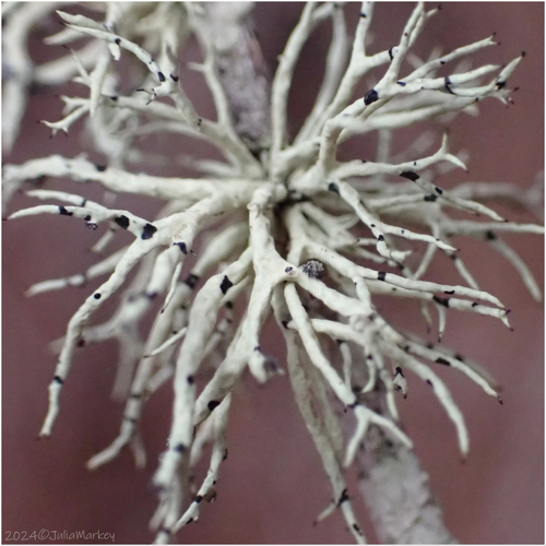 iNaturalist observation photo of Sea Fog Lichens