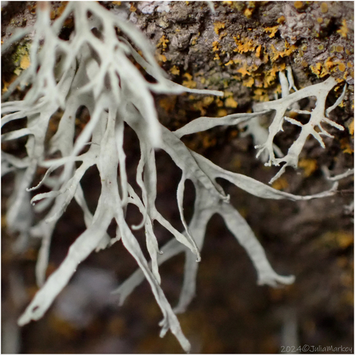 iNaturalist observation photo of bushy lichens