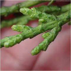 Hesperocyparis macrocarpa