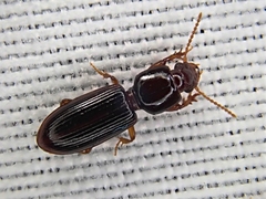 Clivina