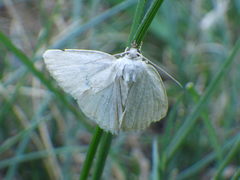 Protodeltote albidula