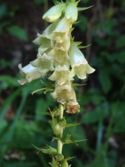 Digitalis lutea lutea