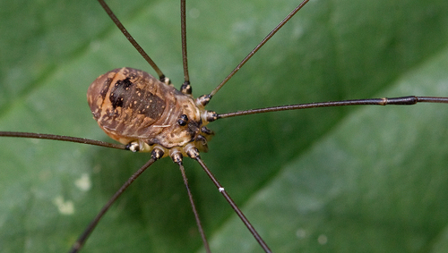 Representative image of Leiobunum rotundum
