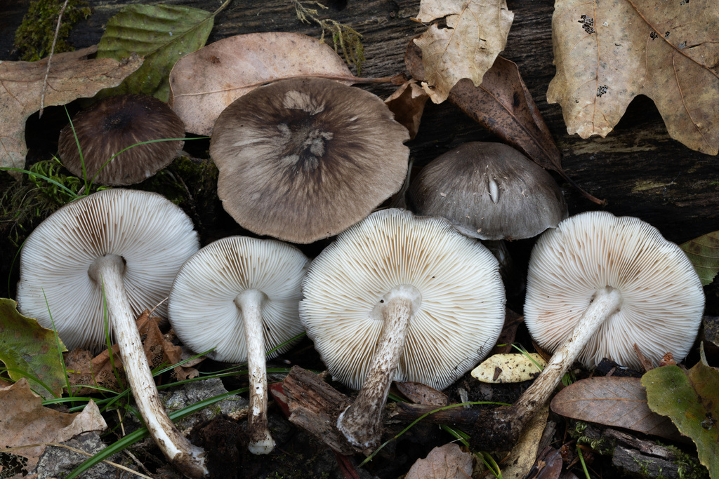 Western Deer Mushroom