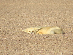 Sand Fox photo 4