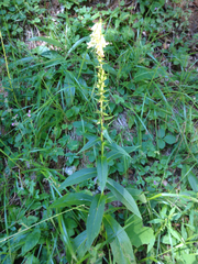 Digitalis lutea lutea