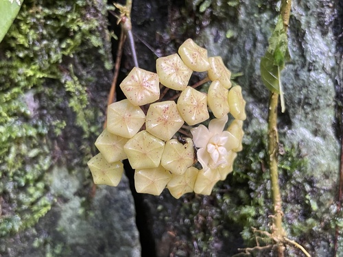 Hoya parasitica 2