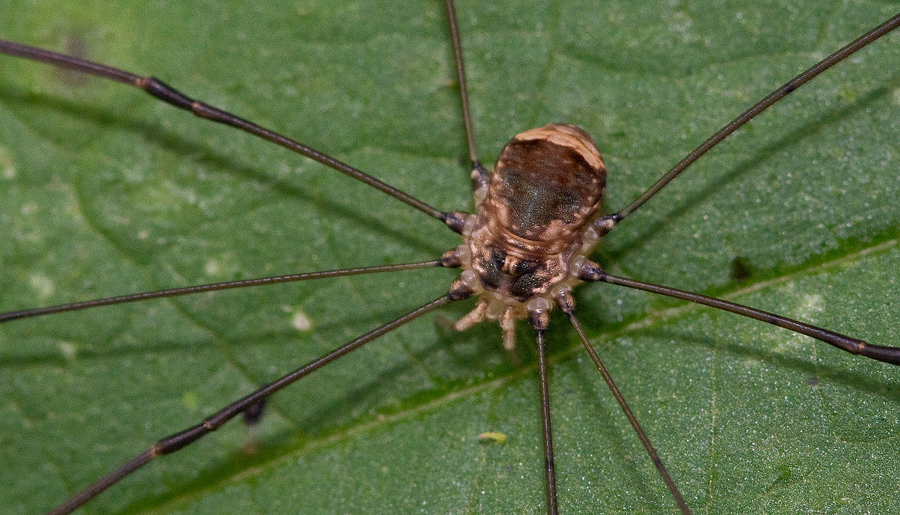 Leiobunum blackwalli