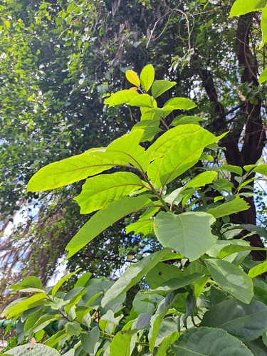 Image of Ehretia acuminata by (c) vrxz, some rights reserved (CC BY-SA)