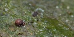 Lipothrix lubbocki