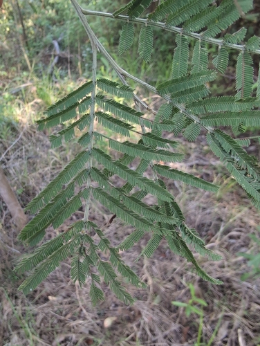 Image of Acacia irrorata by (c) Scott Warner, some rights reserved (CC BY)