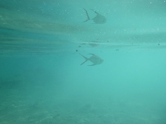 Trachinotus baillonii