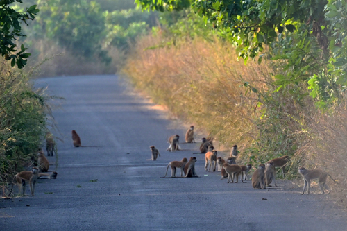 Western Patas Monkey